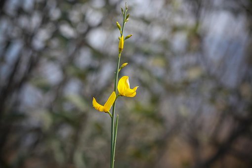 Free Flower Nature photo and picture