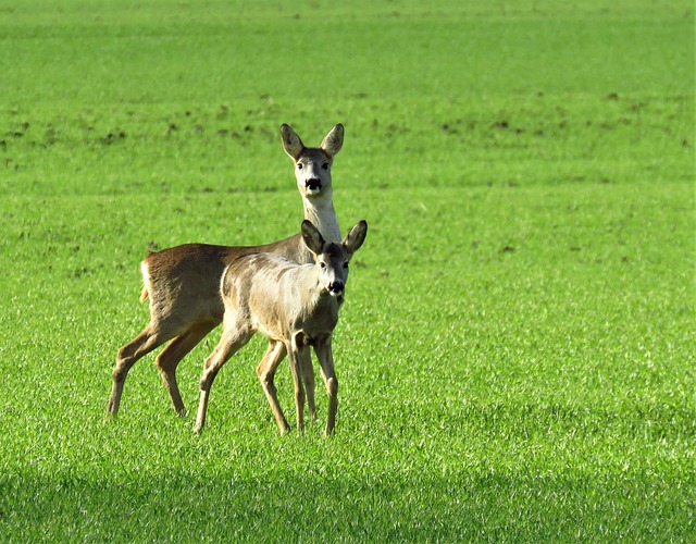 Free Nature Wildlife photo and picture