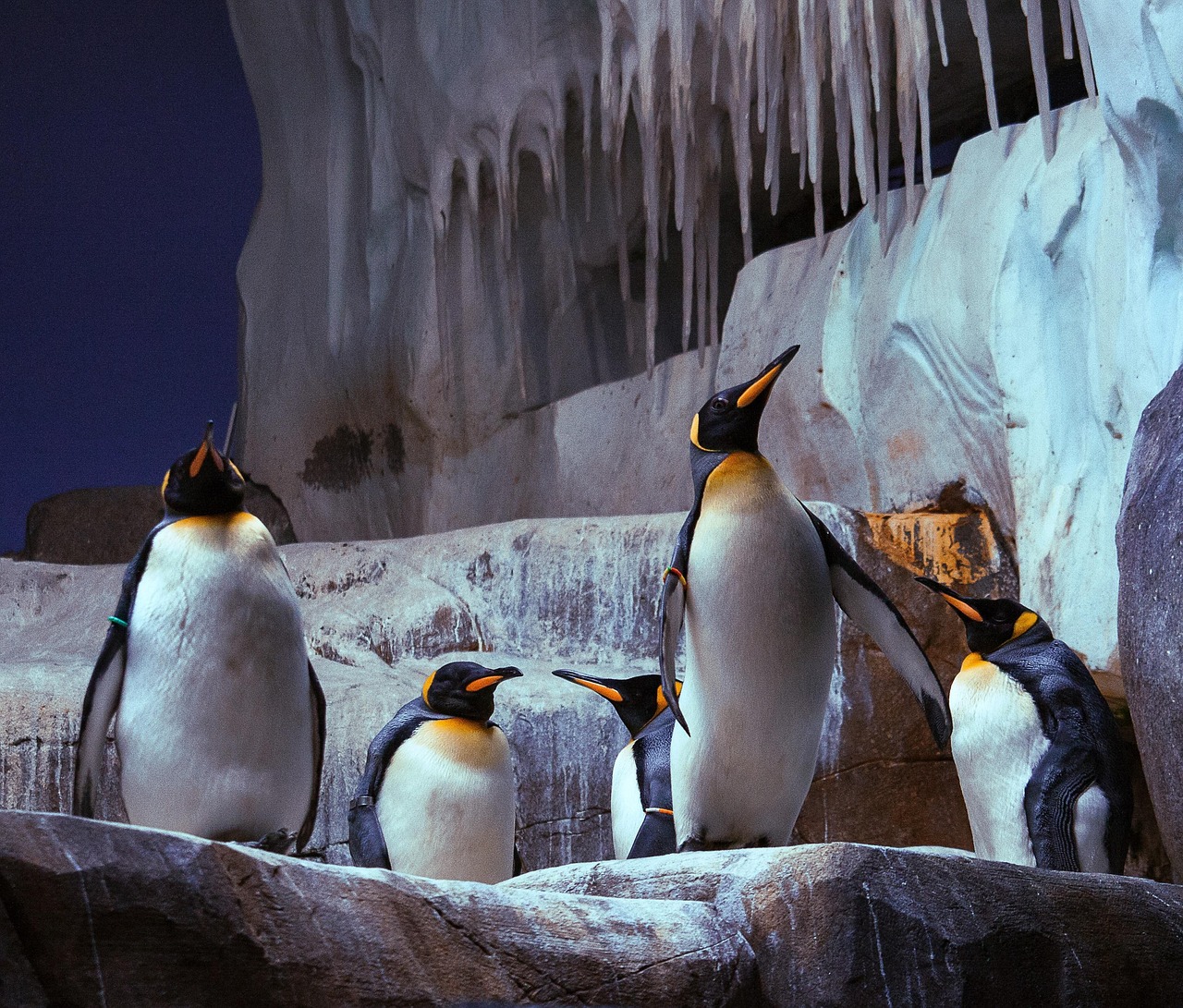 king-penguin-3865238_1280.jpg