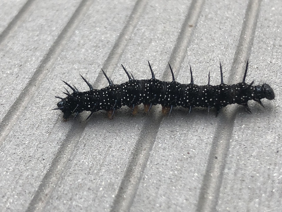 ヤスデ 昆虫 Pixabayの無料写真