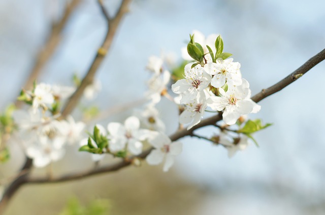 Blomster, Æble, Smukke Blomster, Forår