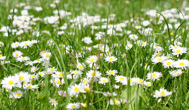 Daisy, Græs, Forår, Blomst, Grøn