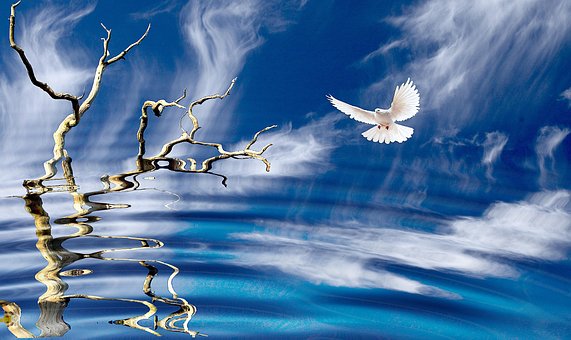 Natur, Vogel, Taube, Himmel, Wolken