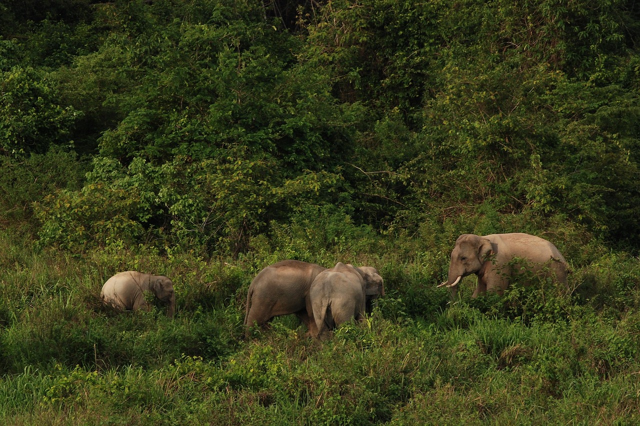 National Park Thailand Elephant - ภาพฟรีบน Pixabay