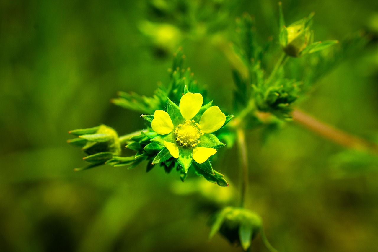 黄花 光 春天 - Pixabay上的免费照片 - Pixabay