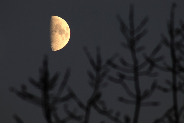 Metade, Lua, Noite, Árvore, Galhos, Luar