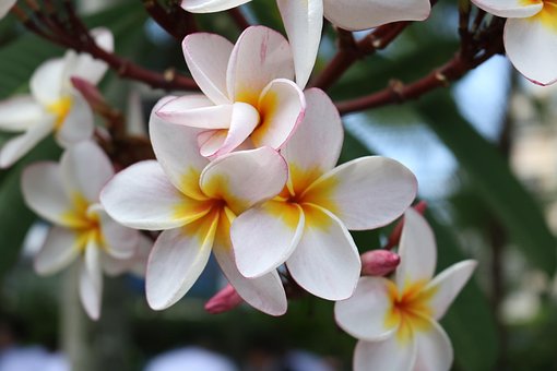 Free Macro Flower photo and picture