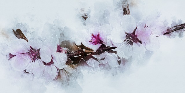 Blomst, Blomstre, Mandelblomst
