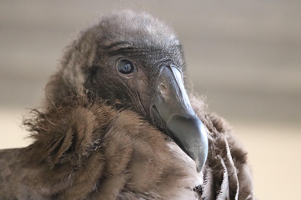 Condor, Bird, Feathers, Young, Vulture, Animal, Head