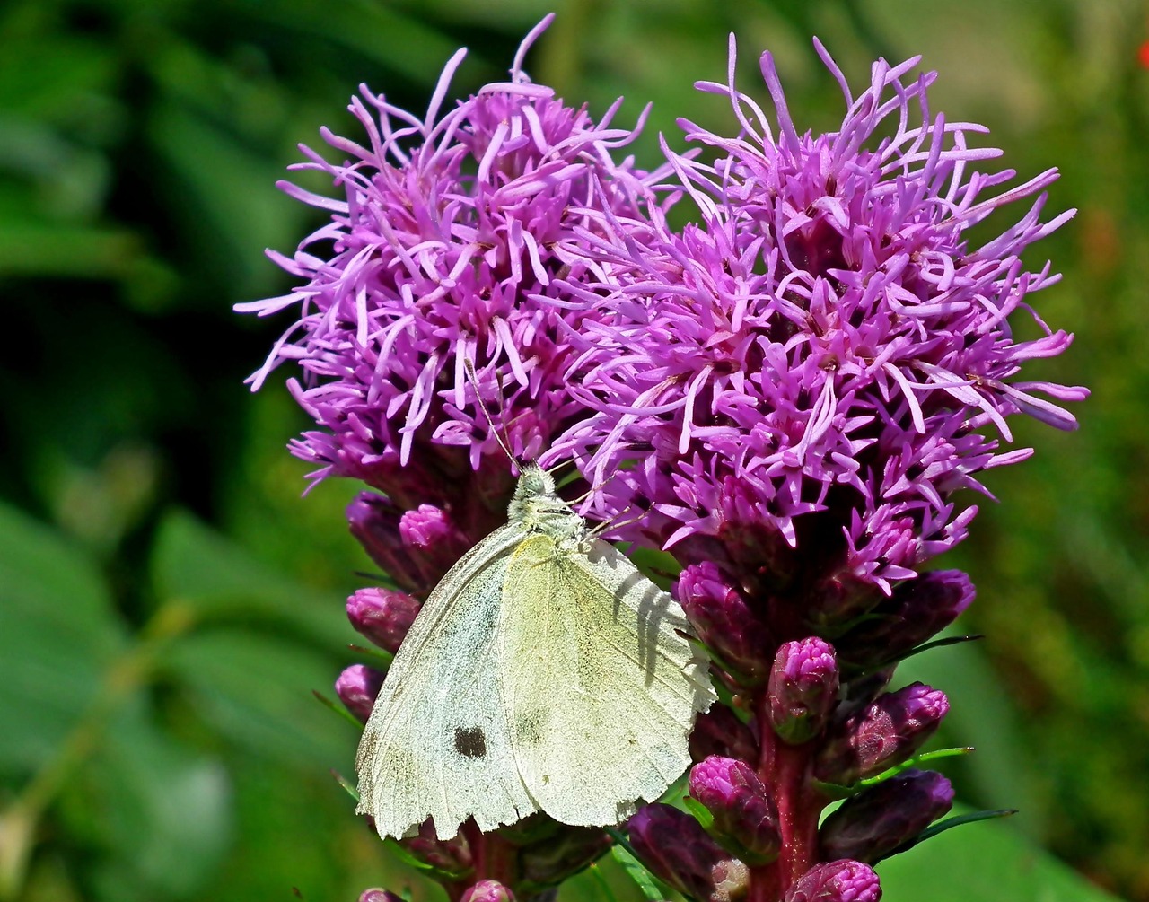 butterfly-insect-flower-latria-free-photo-on-pixabay-pixabay