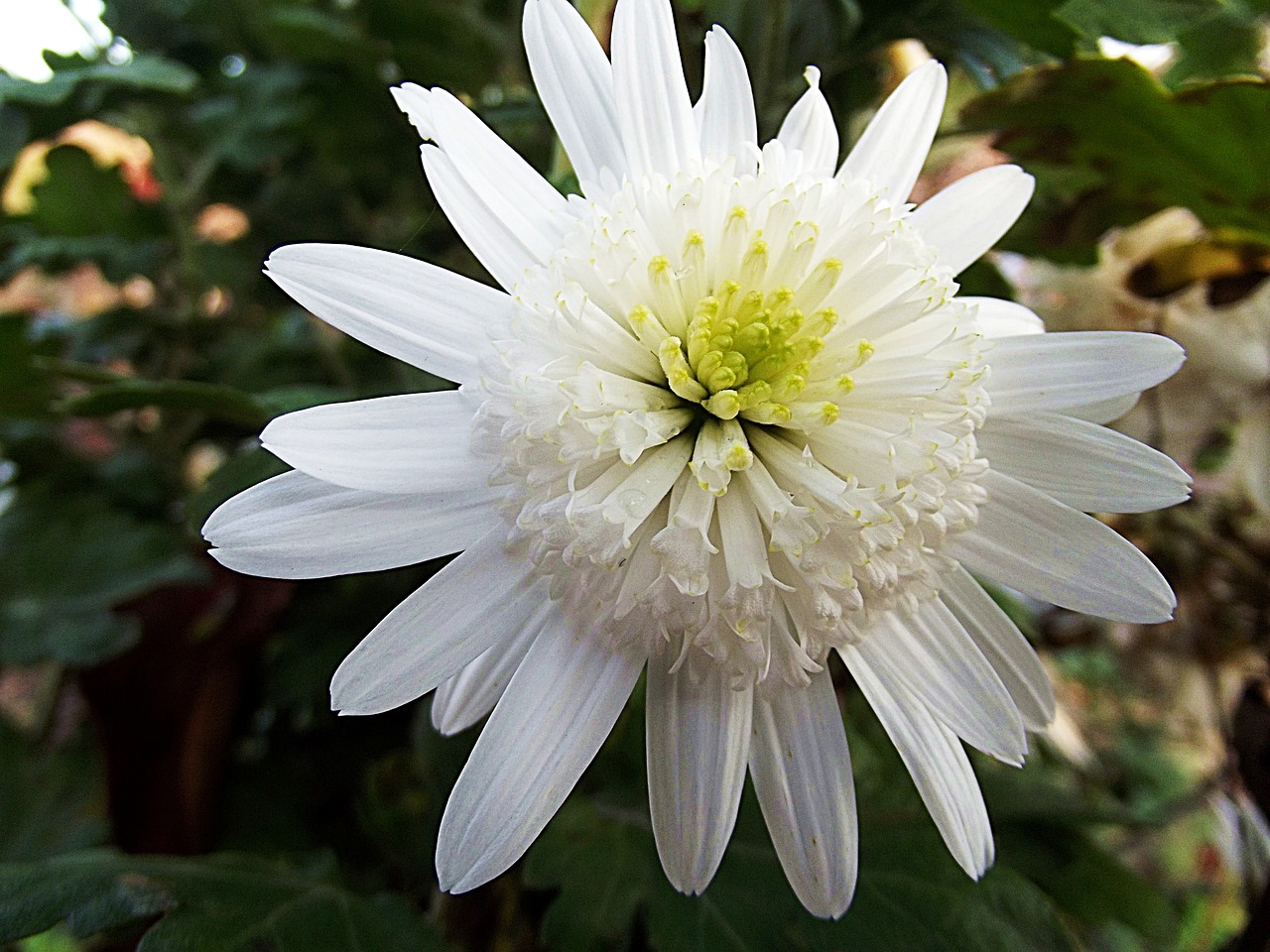 Chrysanthemum Crazy Daisi Double Kostenloses Foto auf Pixabay Pixabay