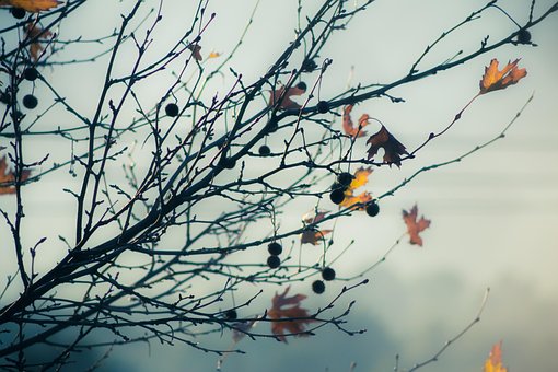 Free Winter Leaves photo and picture