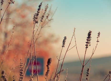 Free Nature Leaves photo and picture