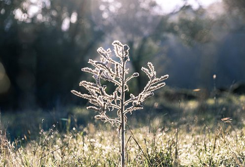 Free Strange Plant Growth photo and picture