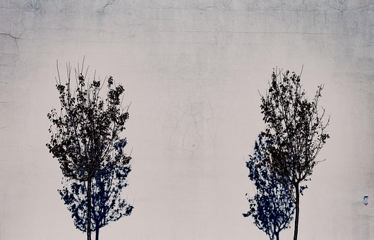 Free Wall Trees photo and picture