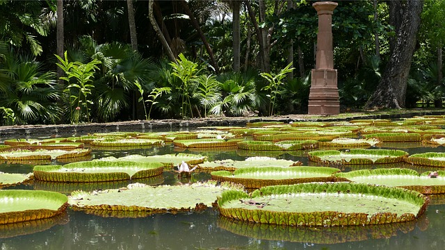 Free Pamplemousse Garden Botanical Garden photo and picture