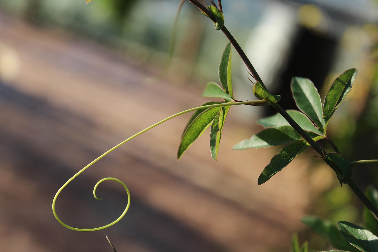 Plante Grimpante - Photo gratuite sur Pixabay - Pixabay