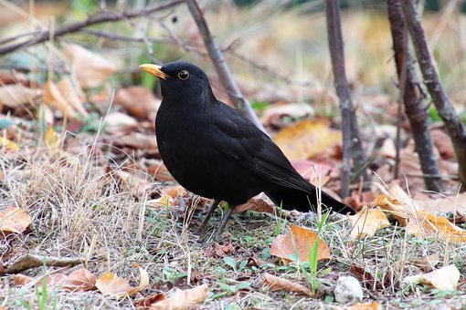 Free Blackbird True photo and picture