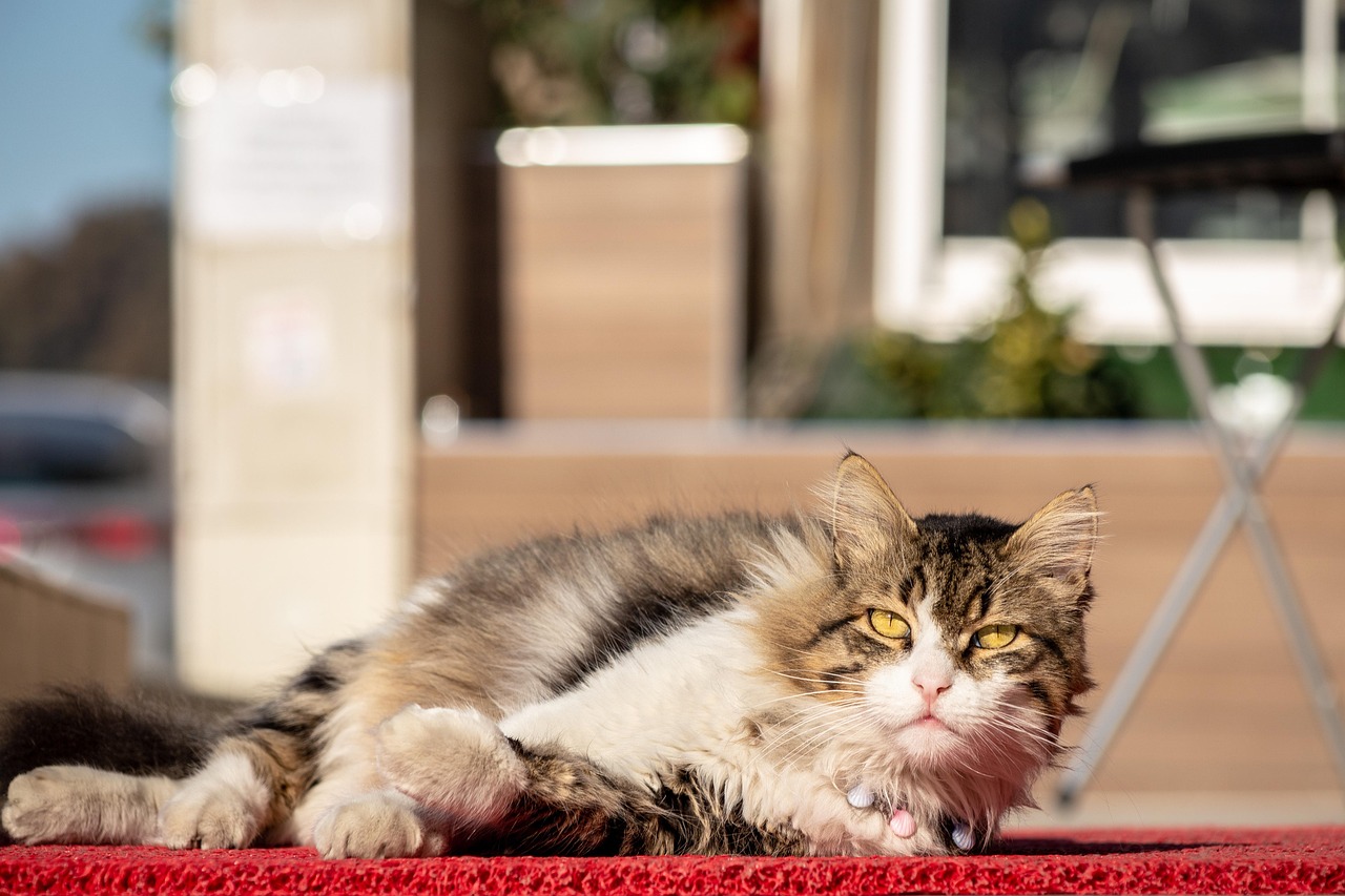 cat-summer-play-enrichment-activity-fun