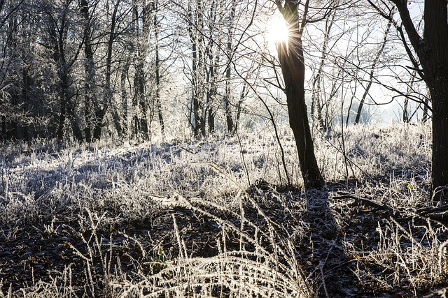 Free Frost Winter photo and picture