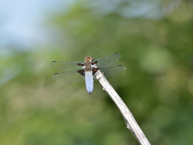 Free Insect Dragonfly photo and picture