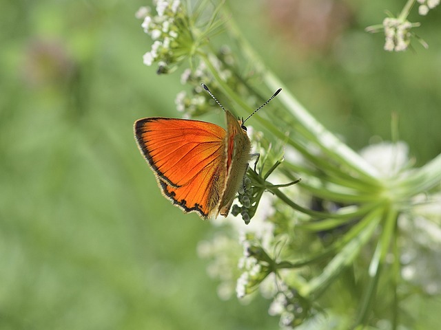 Free Butterfly Insect photo and picture