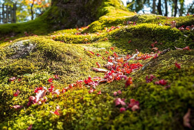 Free Tree Forest photo and picture