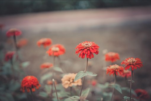 Madeliefje, Bloem, Wit, Mooi, Schoonheid