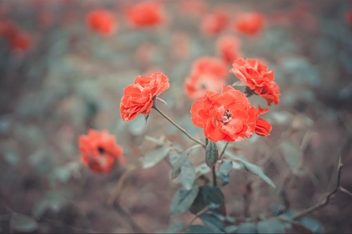 Madeliefje, Bloem, Wit, Mooi, Schoonheid