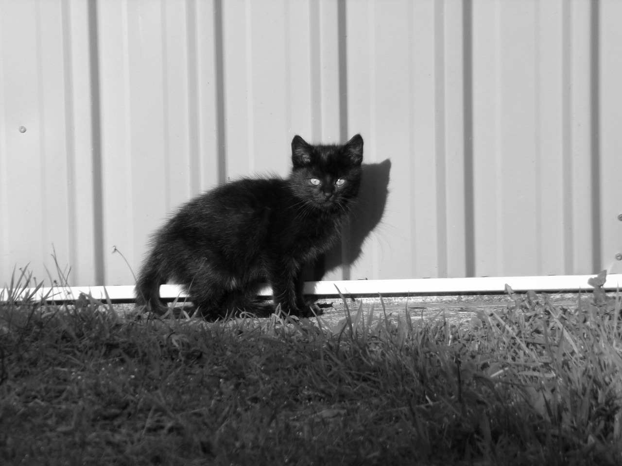 Black Kitten Wednesday Morning
