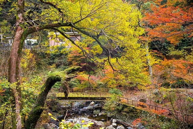 Free Forest Leafs photo and picture