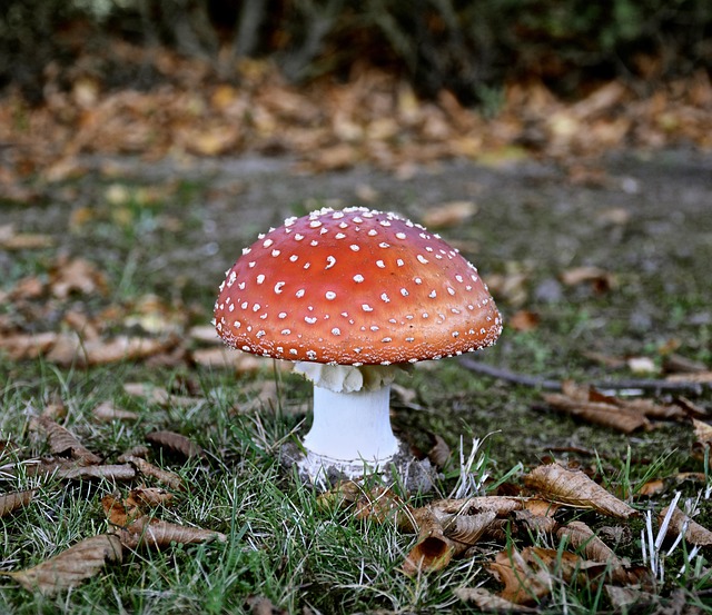 Free Mushroom Autumn photo and picture