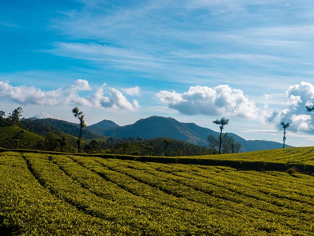travel, hill station, agriculture, sky, landscape, travel photography, landscape photography, kerala, india, nature, clouds