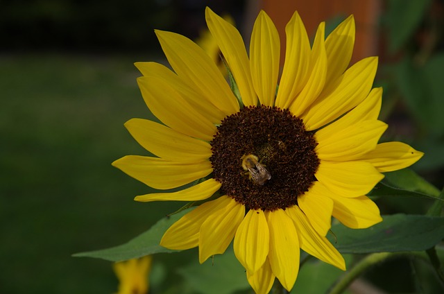 Free Sunflower Yellow photo and picture