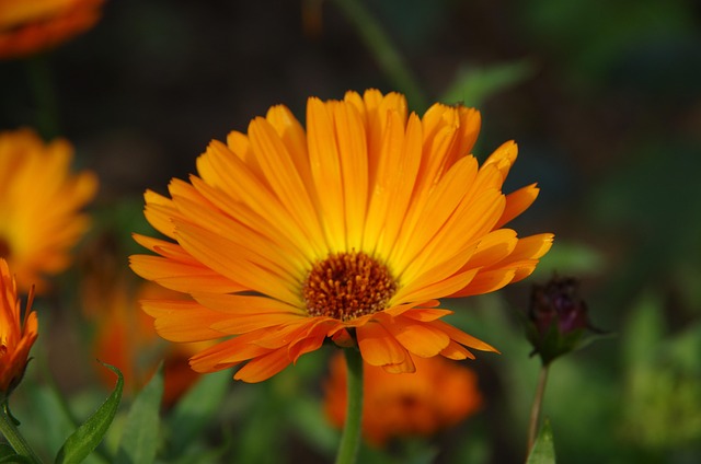 Free Marigold Nature photo and picture