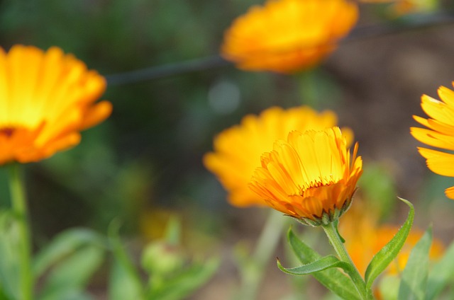 Free Marigold Orange photo and picture