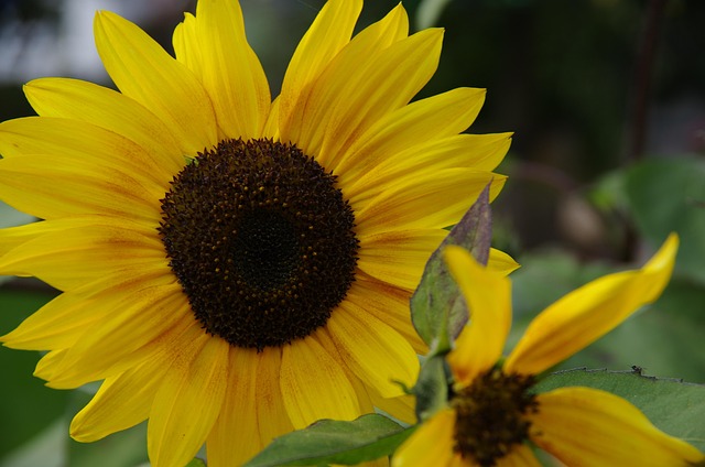 Free Sunflower Yellow photo and picture