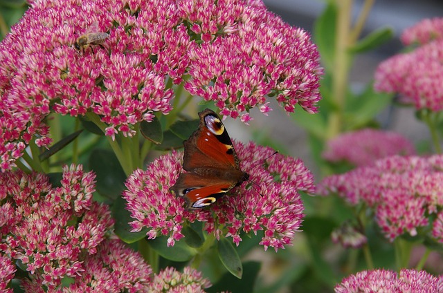 Free Peacock Eye Butterfly photo and picture