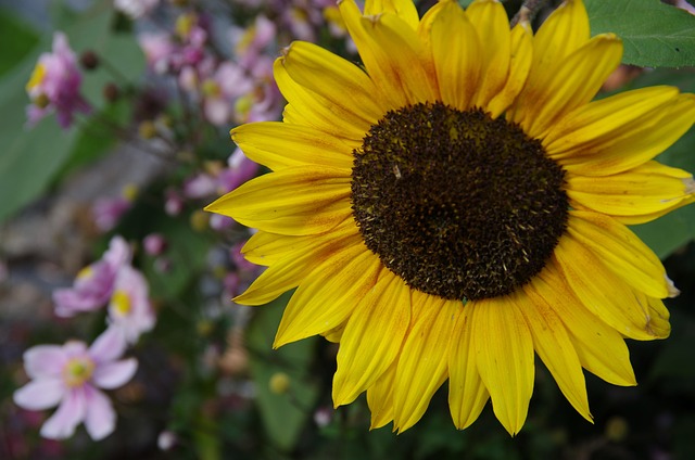 Free Sunflower Yellow photo and picture