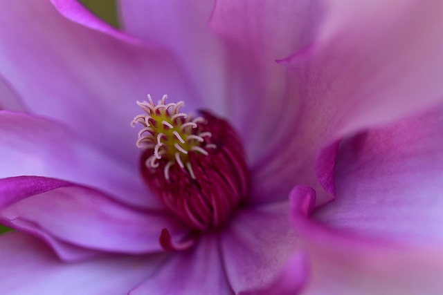Makro, Blomstre, Tæt På, Flora