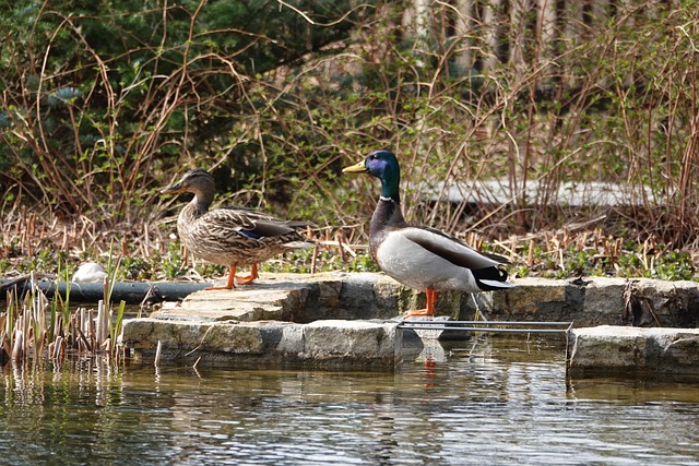Free Water Nature photo and picture