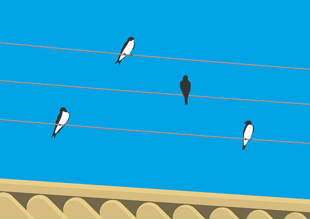 Free swallows birds wire illustration