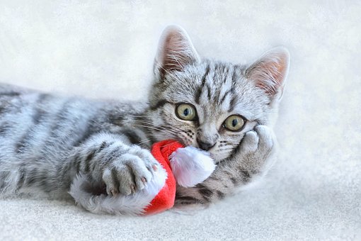 Katze, Weihnachten, Tier, Haustier