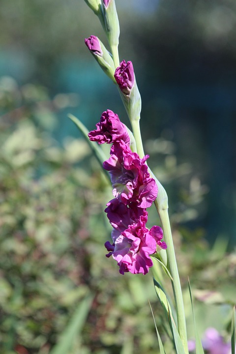 Gladiole Gladiolus Blumen Kostenloses Foto Auf Pixabay Pixabay