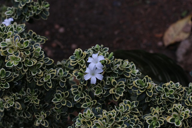 Free Flowers Green photo and picture