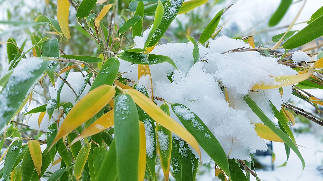 Winter Bambus Schnee - Kostenloses Foto auf Pixabay
