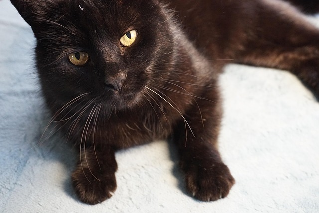 Kat, Katteøjne, Husdyr, Kattens Ansigt