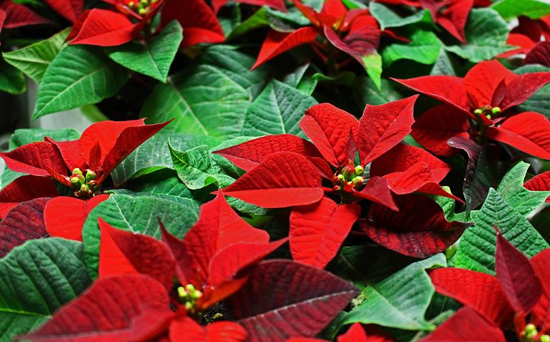 1,000+ Free Christmas Flower & Christmas Images - Pixabay