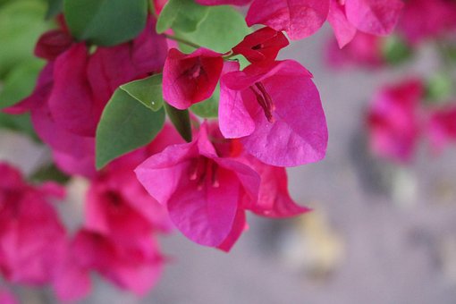 Free Macro Flower photo and picture