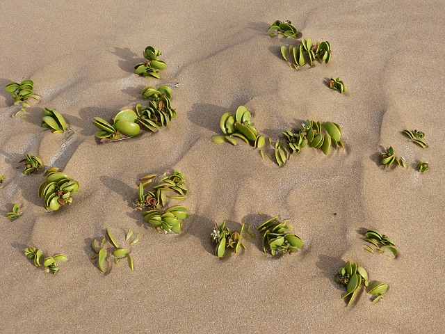Leben, Natur, Umwelt, Namib, Hoffnung